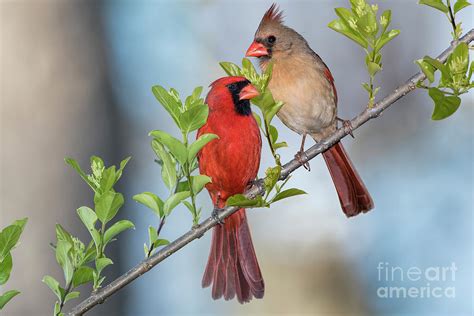 Northern Cardinal Pair In Spring Photograph By Bonnie Barry Pixels