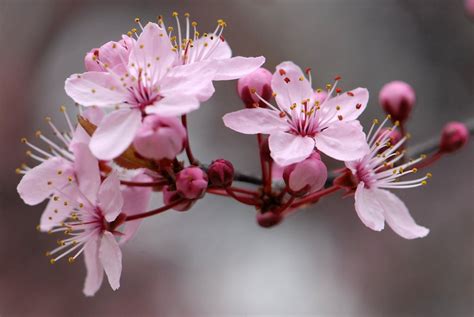 Wallpaper Pink Flower Spring Cherry Blossom Flora