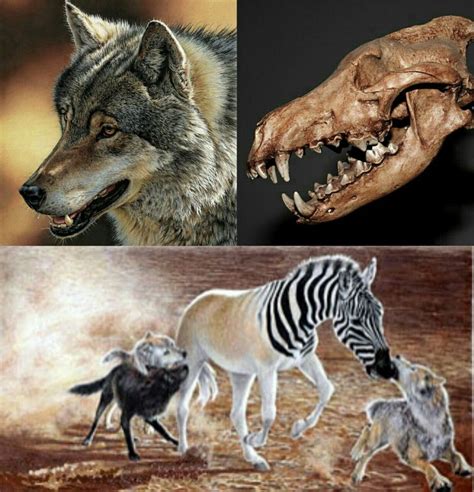 The dire wolf, canis dirus, is an extinct carnivorous mammal of the genus canis, and was most common in north america. 970 best Prehistoric North America images on Pinterest ...