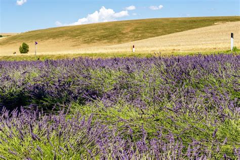 Beautiful Lavender Field In The Tuscan Countryside Near The Village Of