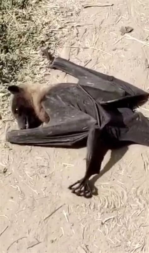 Giant ‘human Sized Bat Leaves Social Media Users Horrified ‘id