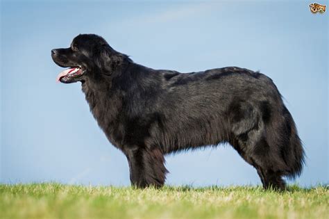Newfoundland Dog Breed Information Buying Advice Photos And Facts