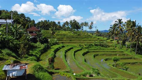 Munduk Bali Unsere Tipps Für Das Wanderparadies › Indojunkie