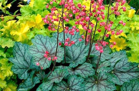 25 Gorgeous Plants That Grow In Shaded Area In Your Garden