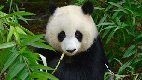 Expense Of Creating Giant Panda Reserves Dwarfed By The Income They