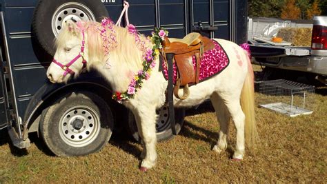 Heres Our Casper Pony In Pink And Flowers For His Princess Pony Party