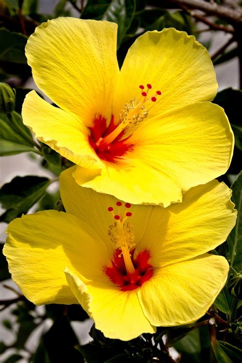 Les 25 Meilleures Idées De La Catégorie Yellow Hibiscus Sur Pinterest