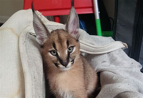 Panther Ridge Welcomes New Caracal Cub To Lox Groves Sanctuary Town