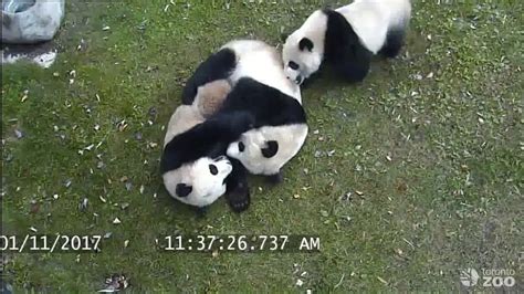 Celebrating National Panda Day With Toronto Zoos Giant Pandas Youtube