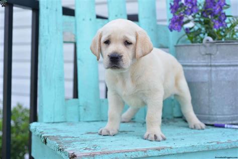 Also, we cannot accept applications from individuals or organizations seeking a lab expected to perform as any type of service, therapy again, we do not adopt outside the areas we cover in southern california! Labrador Retriever-Yellow.Meet Molly a Puppy for Adoption.