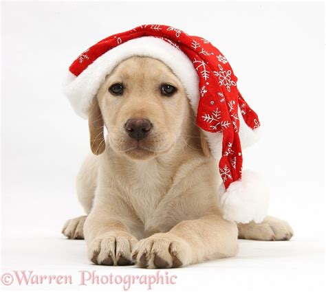 Dog Yellow Labrador Retriever Pup Wearing Santa Hat Photo Wp33097