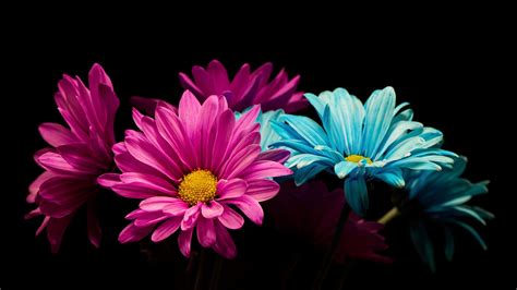 Desktop Wallpaper Colorful Daisy Flowers Portrait Hd