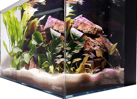 10 Best Small Saltwater Fish Tanks Aquarium Dimensions