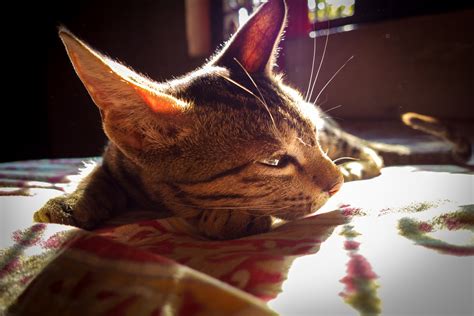 Wallpaper Cameraphone Cute Animals Zeiss Cat Relax Nokia Carl