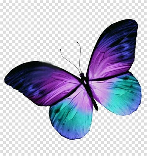 Purple Blue And Teal Butterfly Illustration Butterfly Tattoo Purple