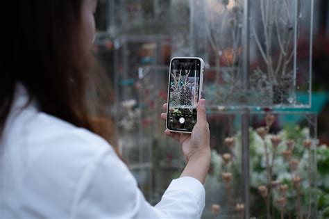 The Frozen Flower Gallery – A garden of 2021 Shenzhen Bougainvillea