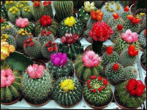 50 jenis skulen dan kaktus unik dan cantik. KAKTUS BERBUNGA CANTIK.. - karya ku : paridah ishak