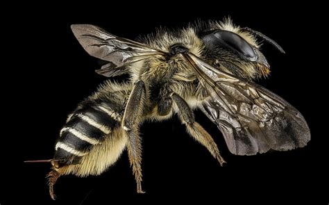 6 Common Bee Predators And How To Protect Your Hive
