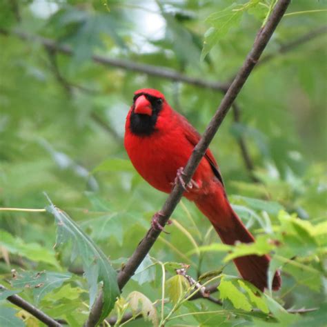 Indiana State Bird ~cardinal~ Jan Navarro Flickr