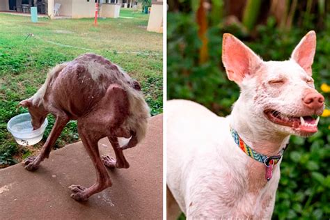 40 Photos Of Dogs Before And After Their Adoption That Might Melt Your