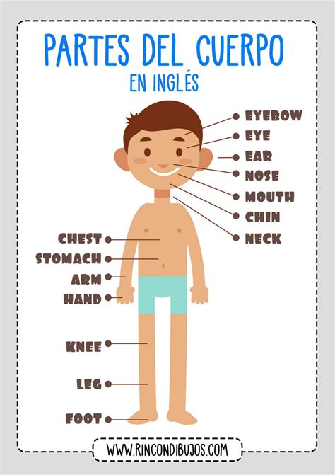 21 Partes Del Cuerpo Humano En Ingles Most Complete Perfecto