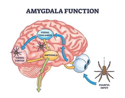What Is The Amygdala Function And Brain Location