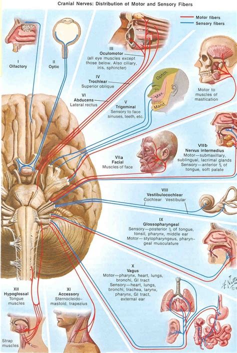 Cranial Nerves Slp Brain Anatomy Human Anatomy And Physiology