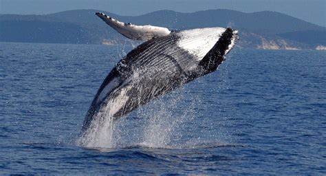 Humpback Whales Face A Risky Future Under Climate Change