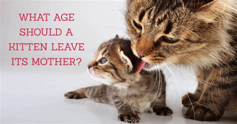 What Age Can A Kitten Leave Its Mother? - Cat-World