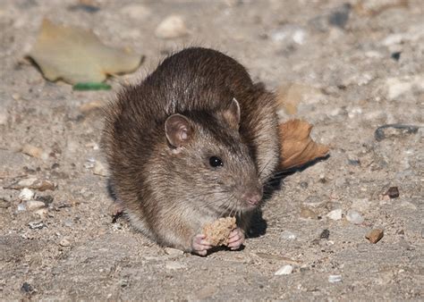 Brown Rat Brown Rat Rattus Norvegicus Серая крыса Russ Flickr