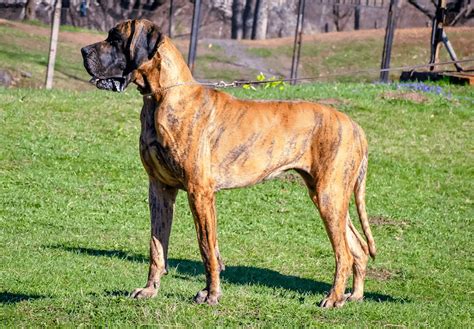 12 Official Great Dane Colors And How To Spot Them Marvelous Dogs