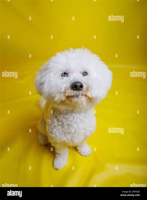 Bichon Frise Dog Posing In Photography Studio Stock Photo Alamy
