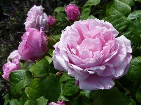 Free Image On Pixabay Rose Pink Pink Rose Rose Bloom Blooming