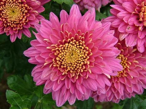 Pink Chrysanthemums Pretty Lovely Bonito Large Flowers Garden