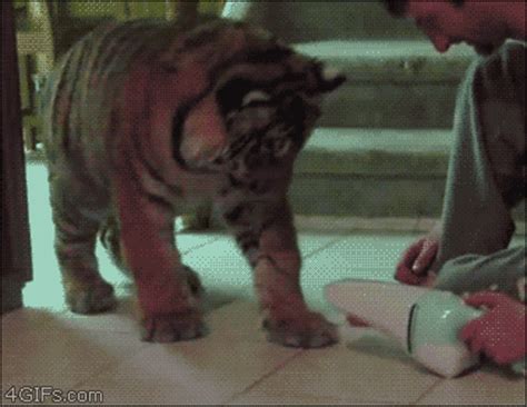 Big Cats Tigers Gif WiffleGif