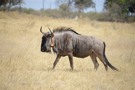 Wildebeests Super Efficient Muscles Allow Them To Walk For Days