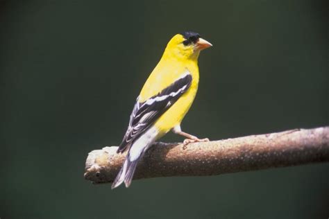 American Goldfinch Spinus Tristis