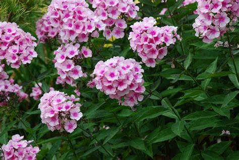 Flowers That Bloom All Summer Long List Of Perennial Flowers That