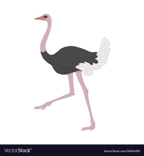 Vector Cartoon Ostrich Isolated At White Background Hand Drawn