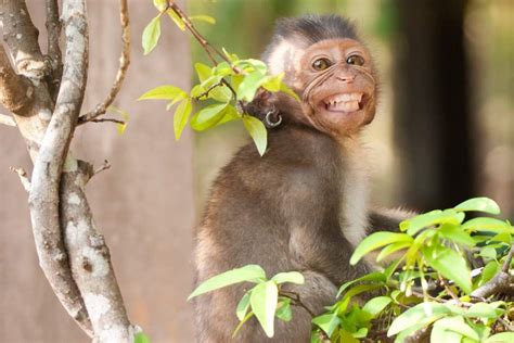 Smiling Monkey With Earring Cambodia Insight Guides Blog
