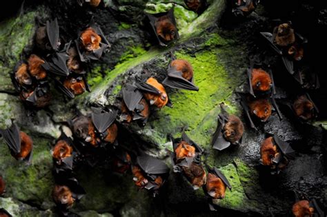 Pin On Bats The Chiroptera Clan
