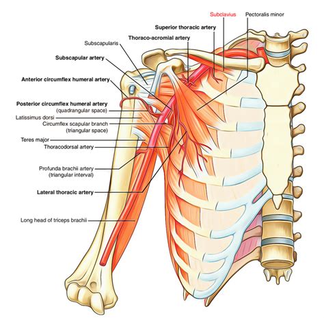 Pectoral Anatomy