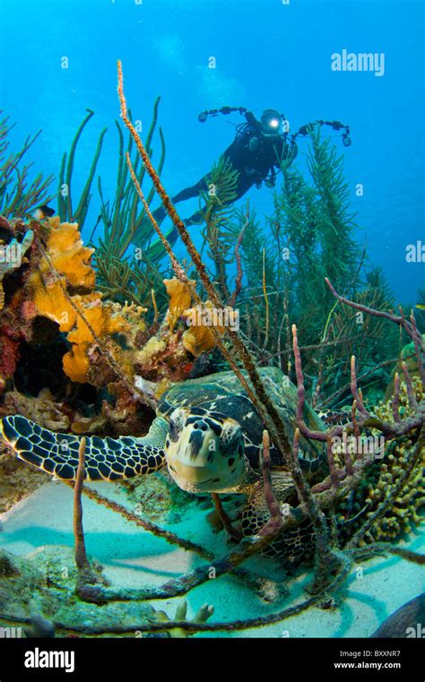 Hawksbill Turtle In Coral Reef Bonaire Dutch Caribbean Marine Park