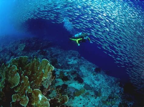 Deep Sea Diving Cebu City Philippines Philippines Travel