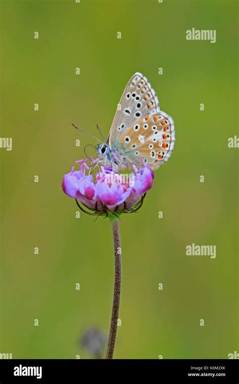 Male Adonis Blue Butterfly In The Cotswolds Stock Photo Alamy