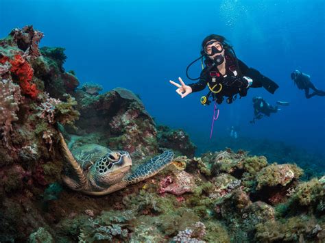 Scuba Diver With Green Sea Turtle Scuba Taiwan