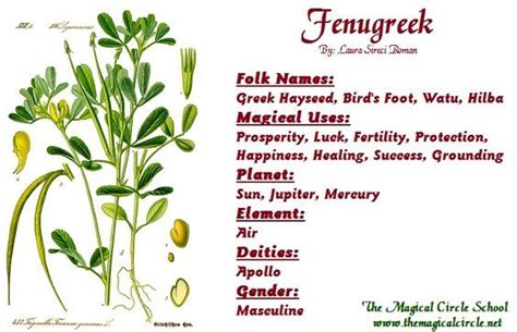 Magical Properties Of Fenugreek Herbal Plants Healing Plants