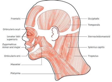 33 Label The Muscles Of The Head And Neck Labels Design Ideas 2020