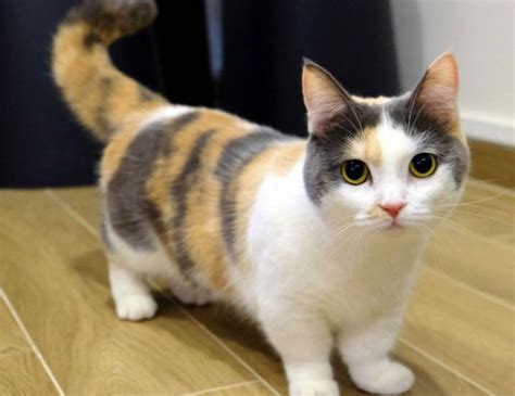 Raza De Gato Munchkin Cuidados Y Características Mascotas Online