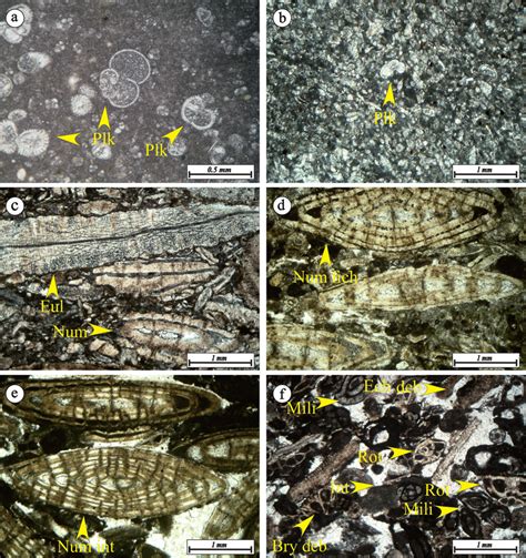 Photomicrographs Of The Major Carbonate Microfacies Of The Asmari